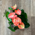 Anthurium 'Livium' Orange/White Bicolor 6"
