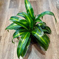 Dracaena Fragrans Variegated Corn Plant 6"