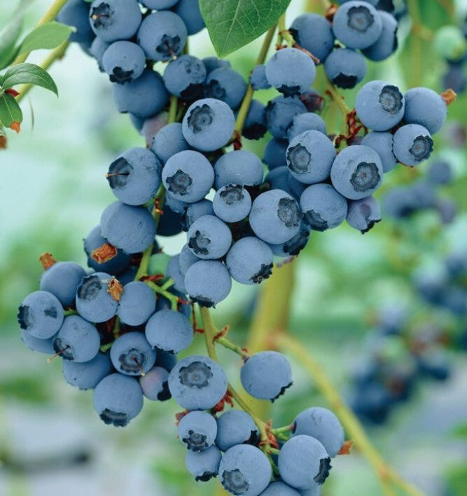 Blueberry Chippewa 1 Gallon