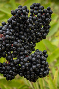 Elderberry 'Bob Gordon' 1 Gallon