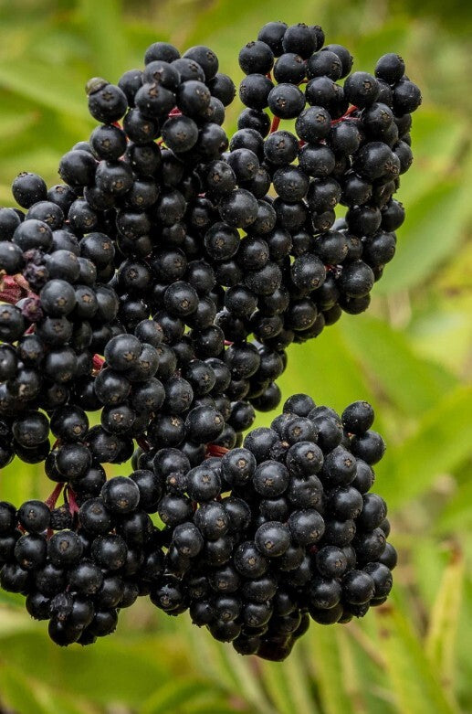 Elderberry 'Bob Gordon' 1 Gallon