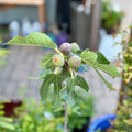 Negronne Fig Tree 1 Gallon