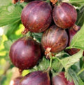 Gooseberry Captivator 1 Gallon