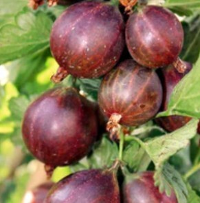 Gooseberry Captivator 1 Gallon