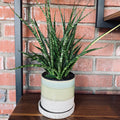 Sansevieria Fernwood 4-5”