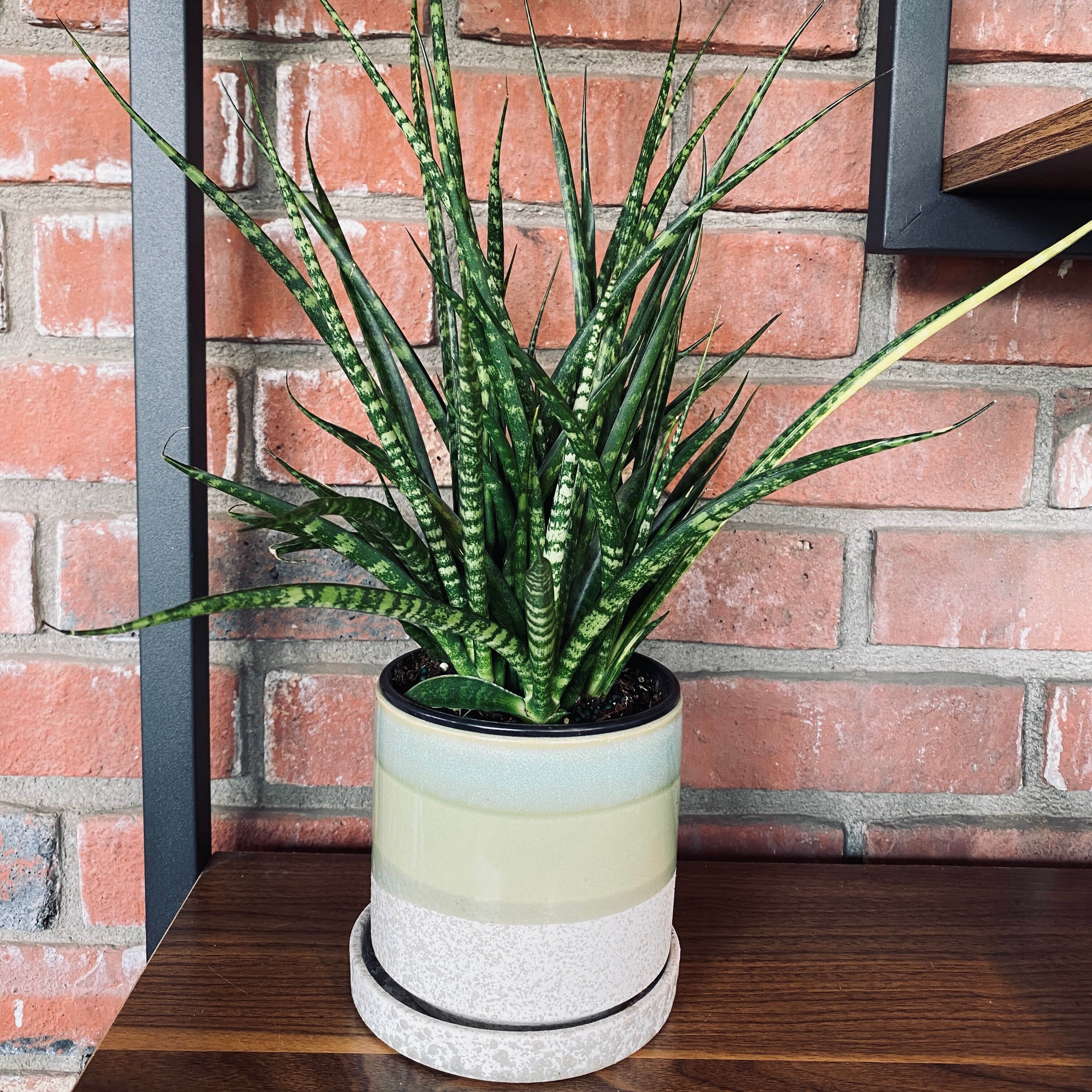 Sansevieria Fernwood 4-5”