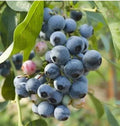 Blueberry 'Northblue' #1 Gallon