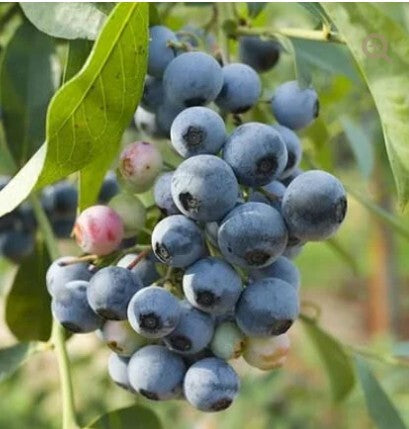 Blueberry 'Northblue' #1 Gallon