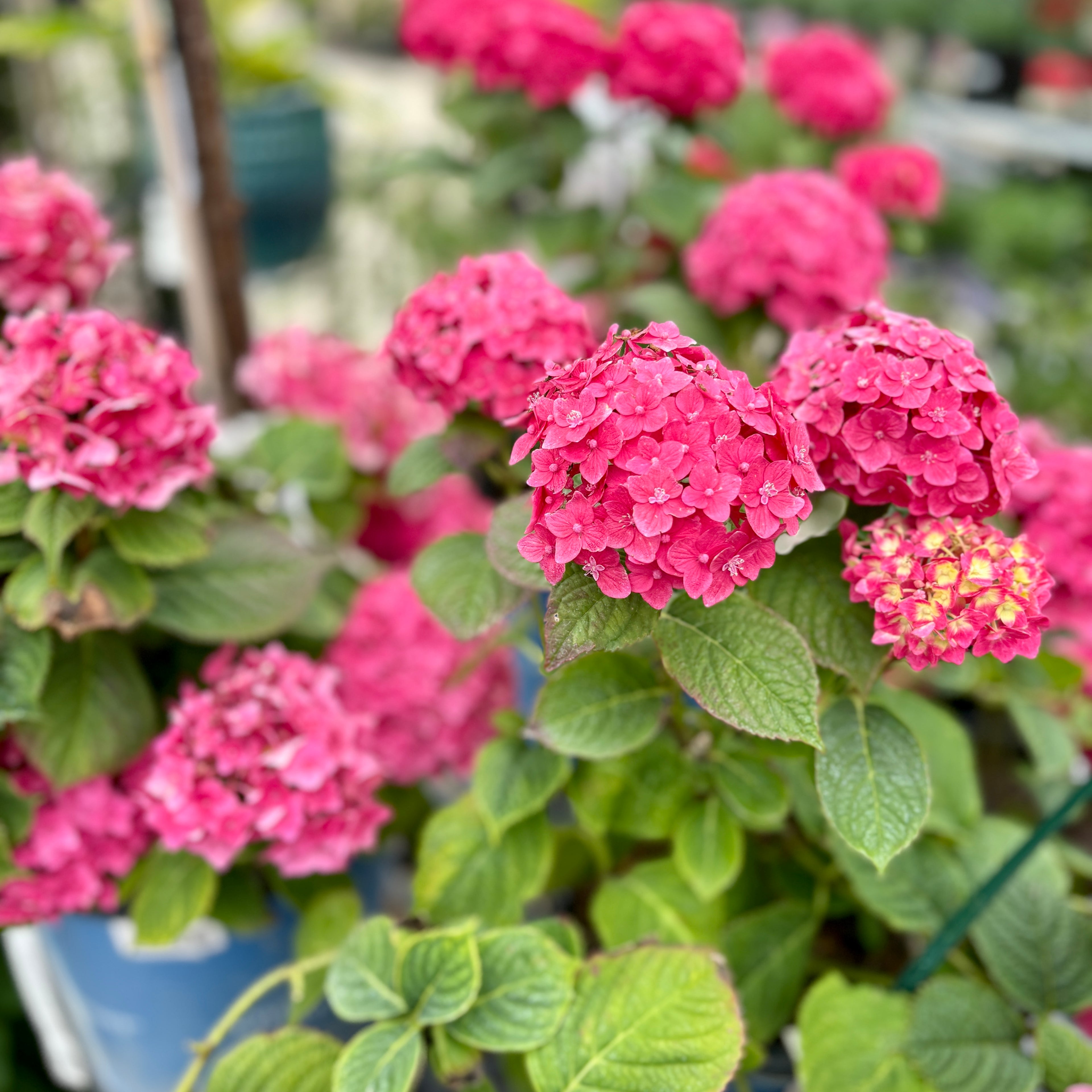 Hydrangea 'Endless Summer Summer Crush' #2