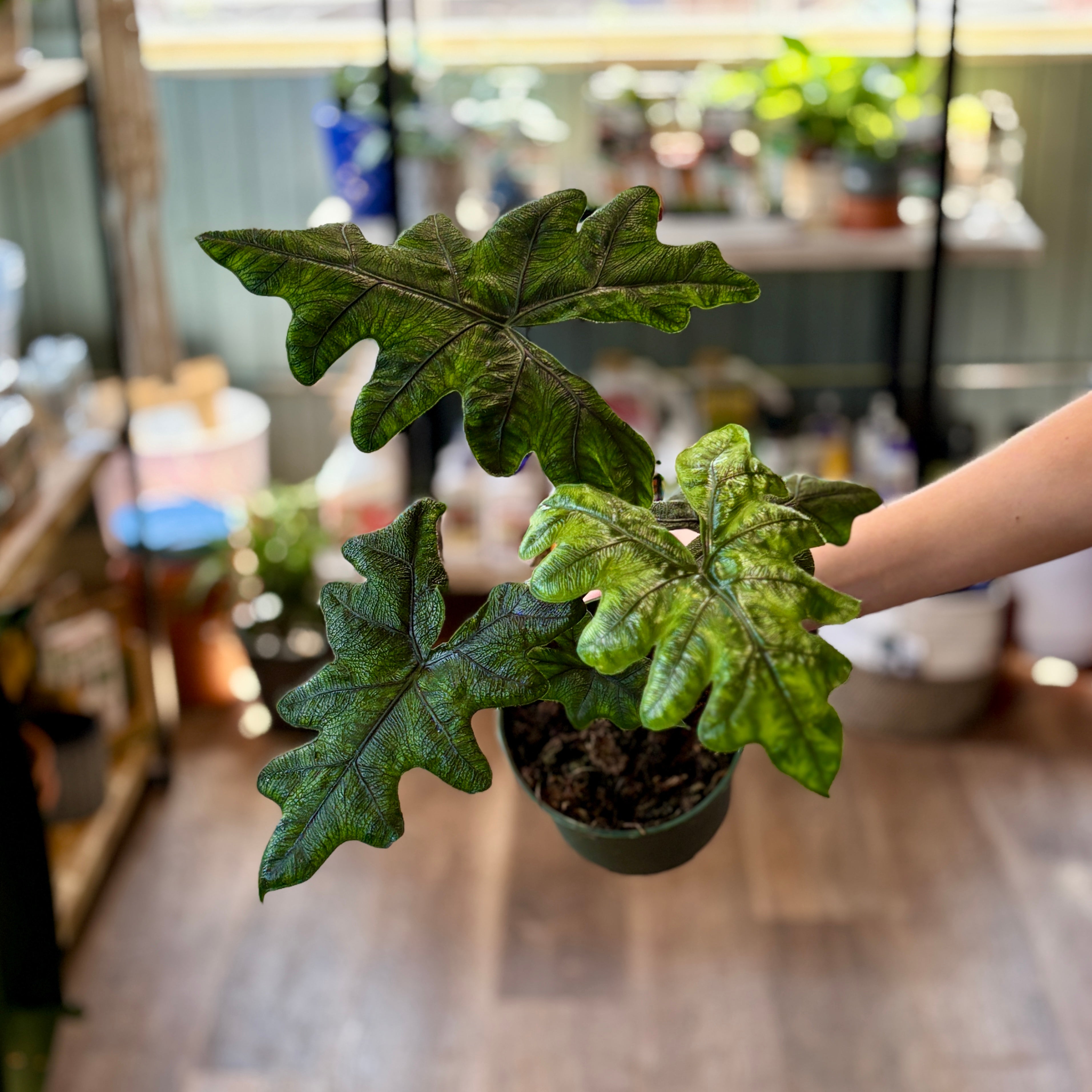 Alocasia Jacklyn 6"