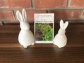 Lettuce Seed Savers Mixture