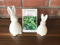 Spinach Bloomsdale