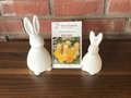 Squash Waltham Butternut Organic
