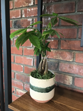 Money Tree Planted In Ceramic Container