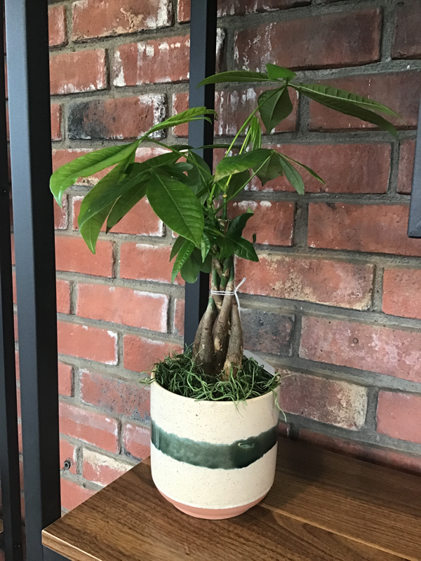 Money Tree Planted In Ceramic Container
