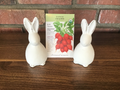 Radish Cherry Belle