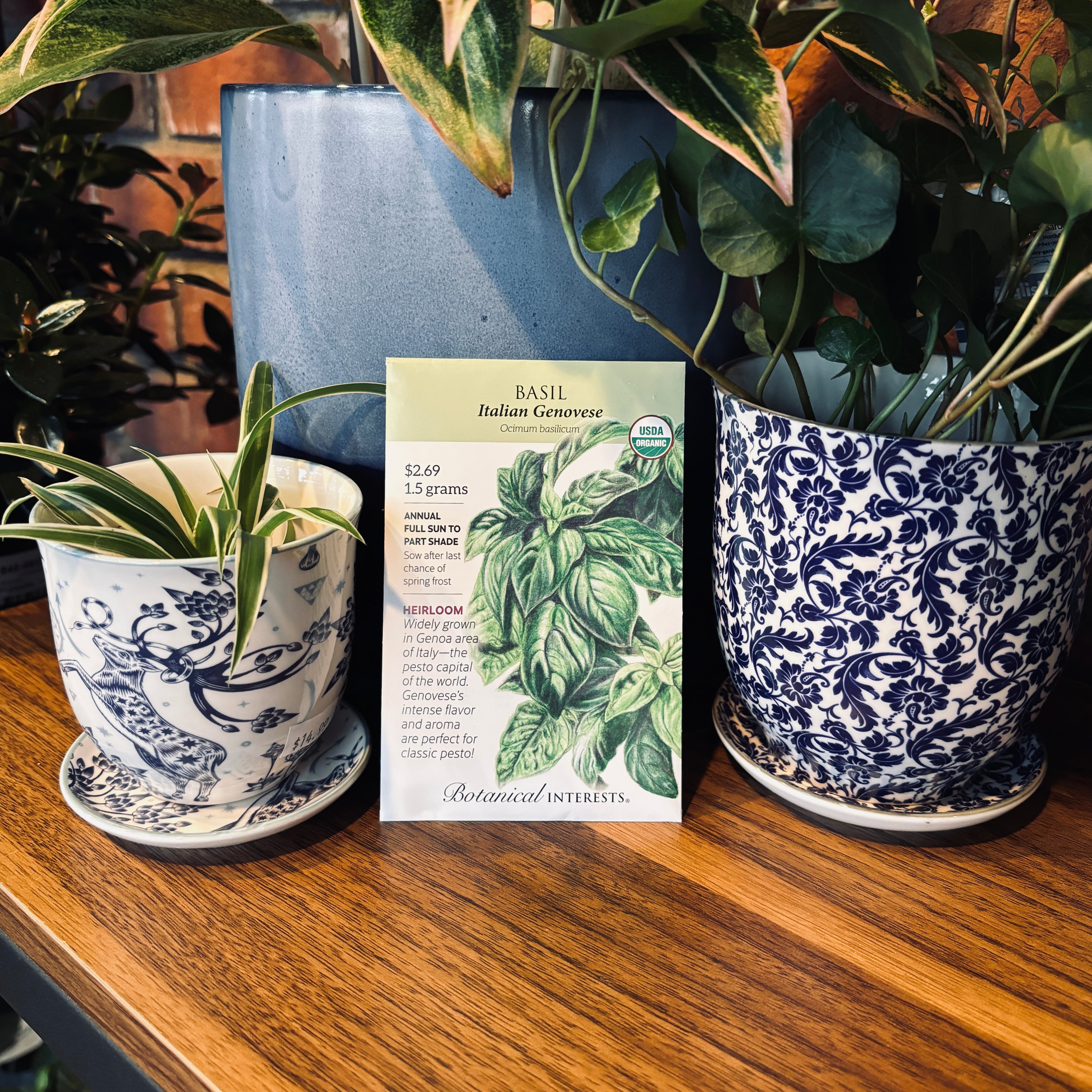 Basil Italian Genovese Organic