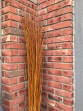 Flame Willow Medium