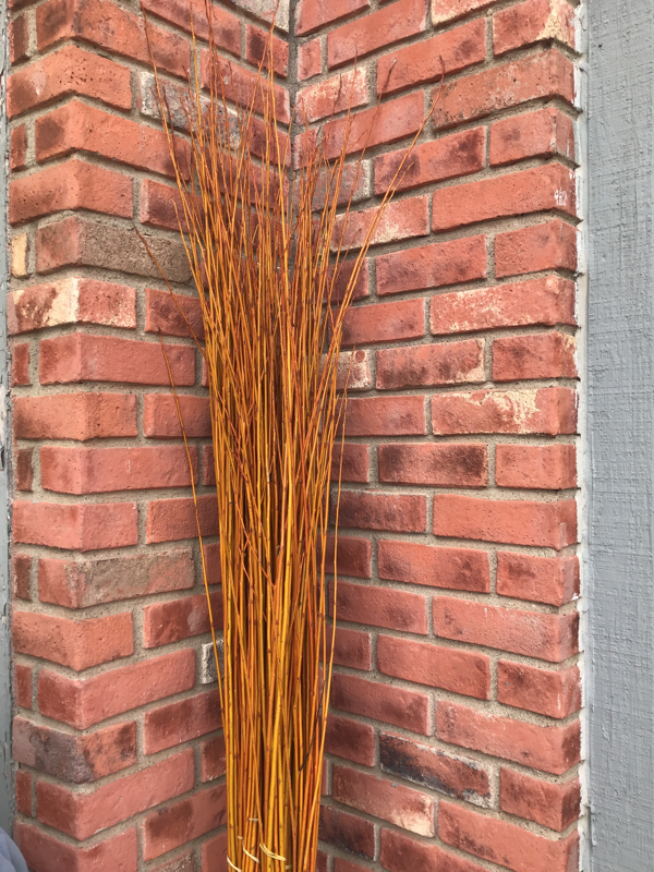 Flame Willow Medium