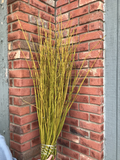 Yellow Twig Dogwood Small