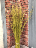 Yellow Twig Dogwood Medium