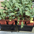 Kale, Prizm 6 Pack