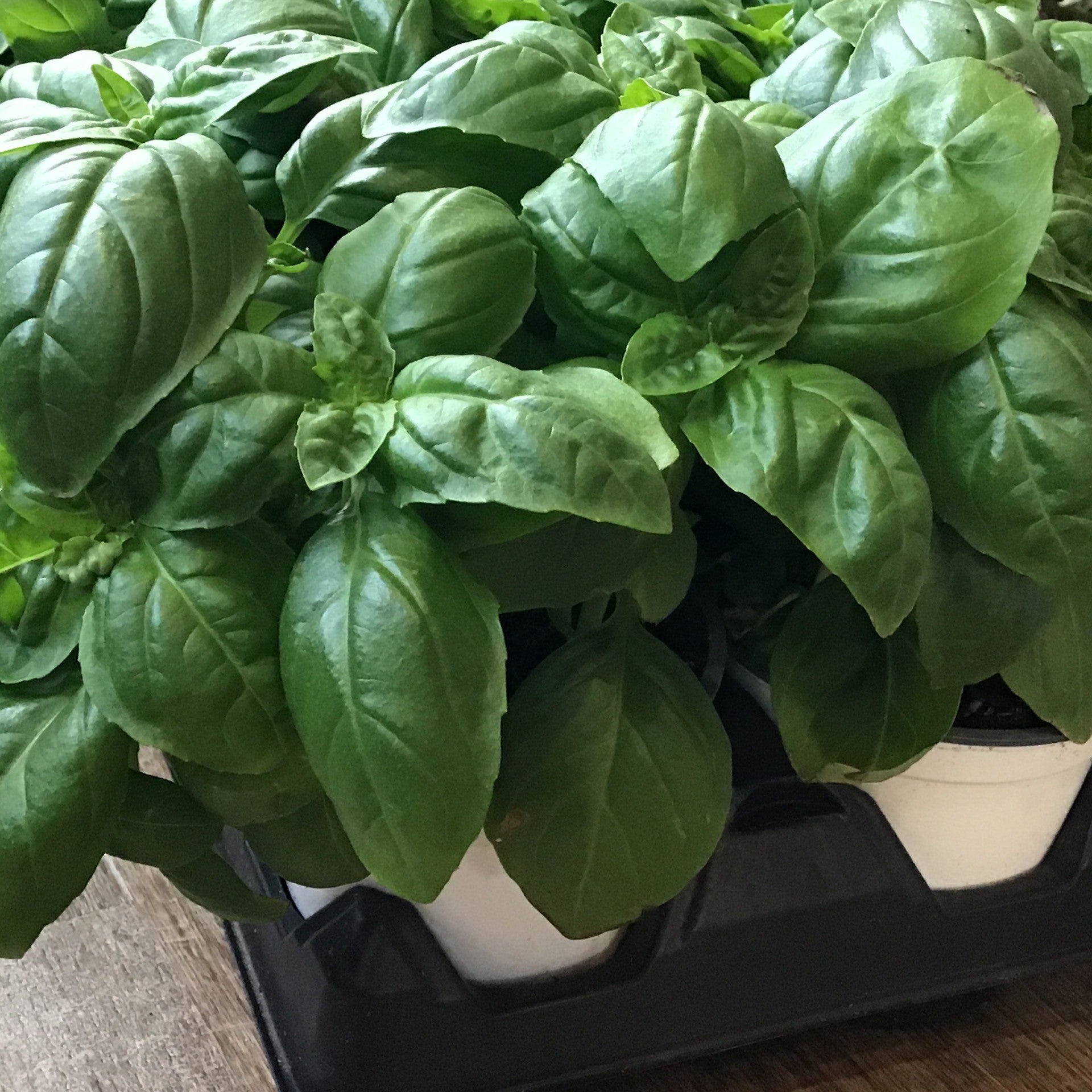 4" Sweet Basil Herb