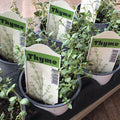 Herb, Thyme Common 4" Round
