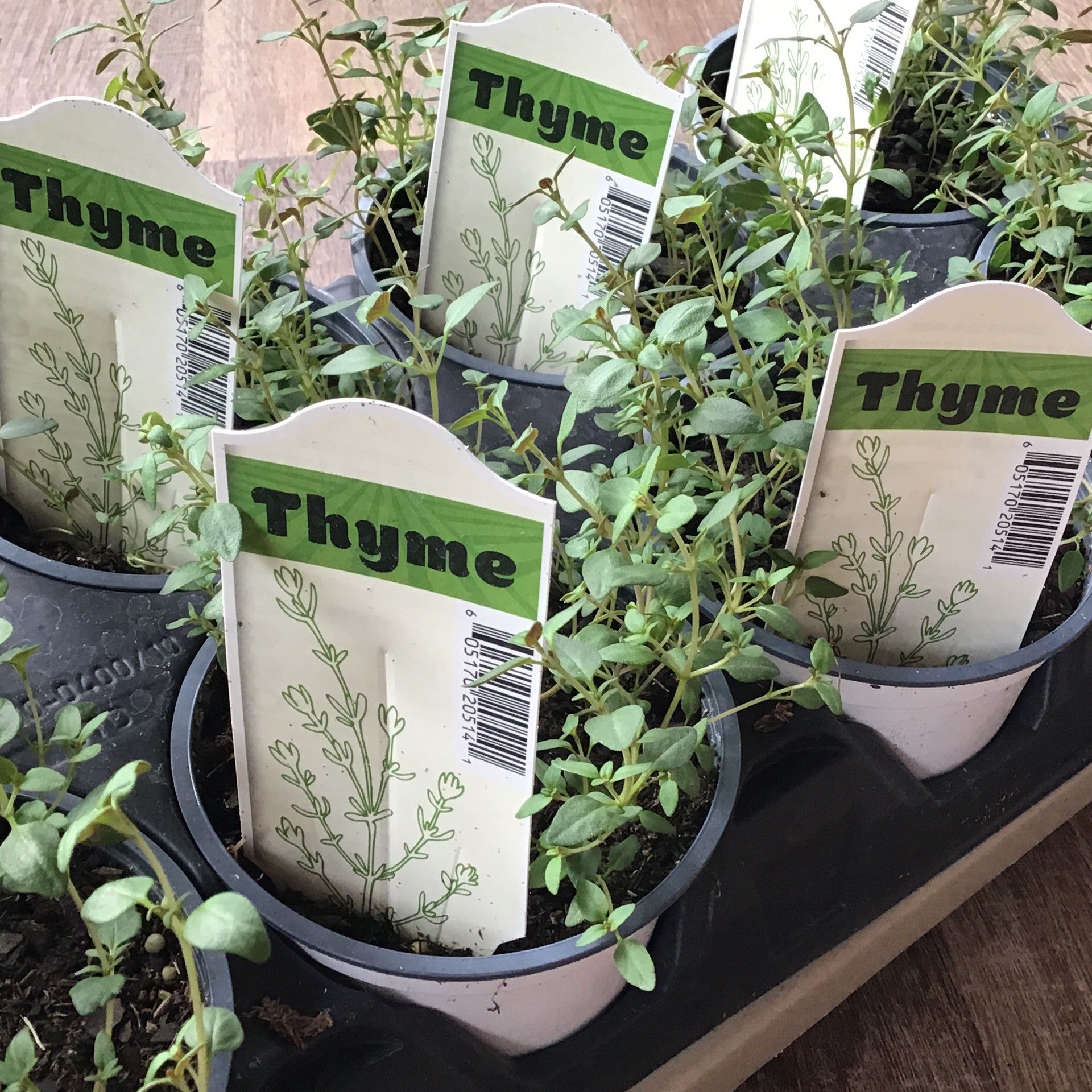 Herb, Thyme Common 4" Round