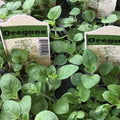 Herb, Oregano Italian 4" Round