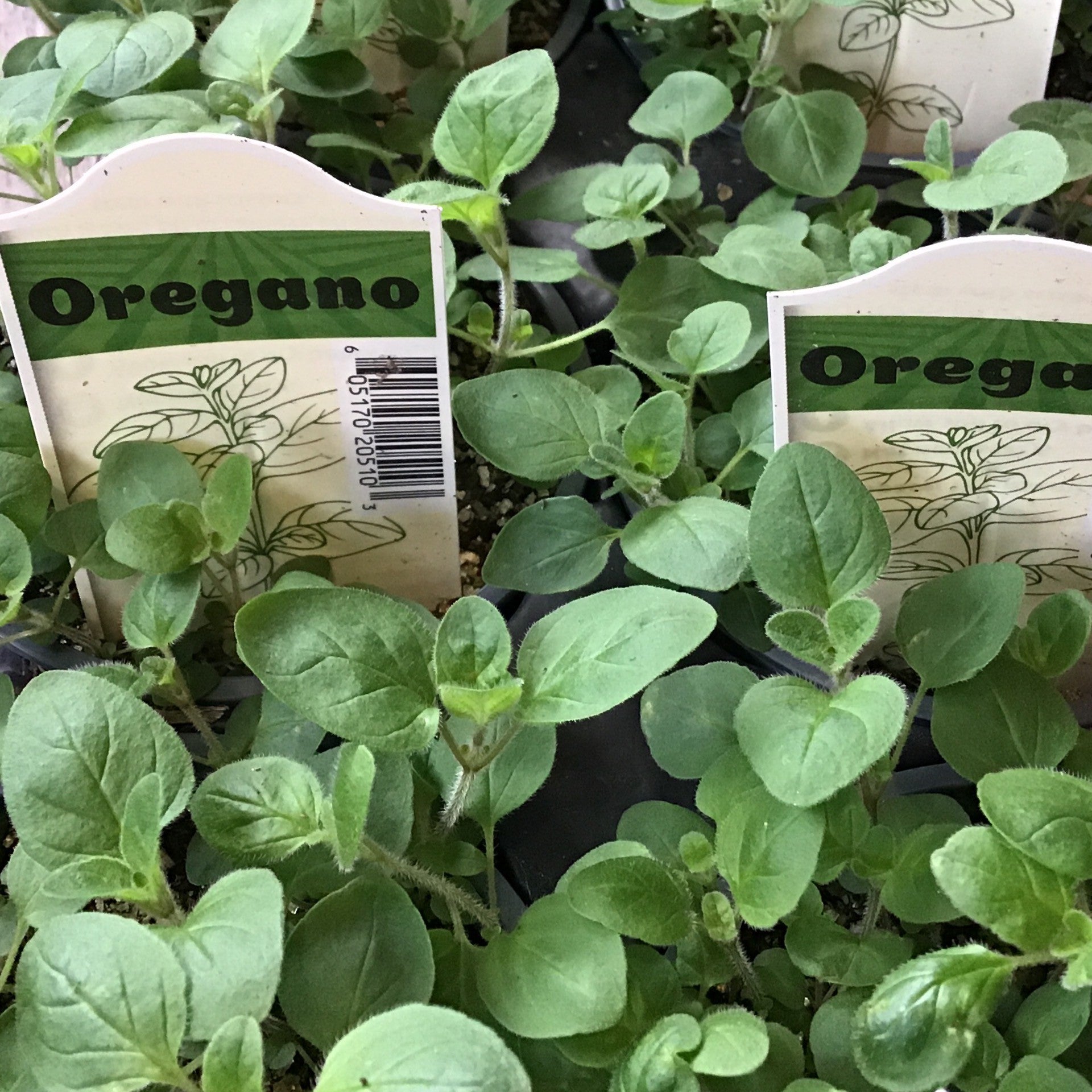 Herb, Oregano Italian 4" Round
