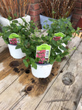 Diascia 'Darla Rose' 4.75"