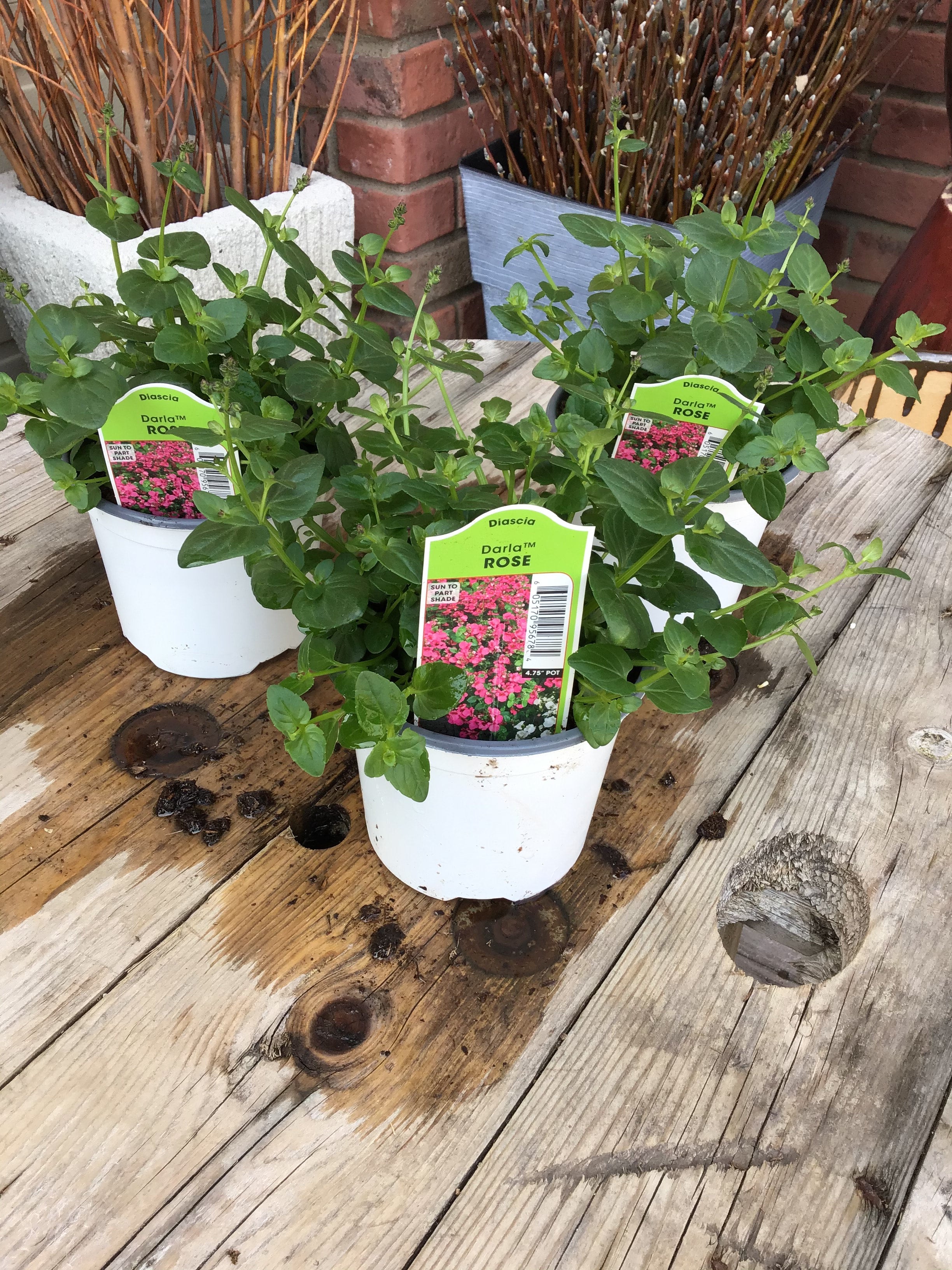 Diascia 'Darla Rose' 4.75"