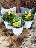 Nemesia Babyck Little Banana 4.75" Pot