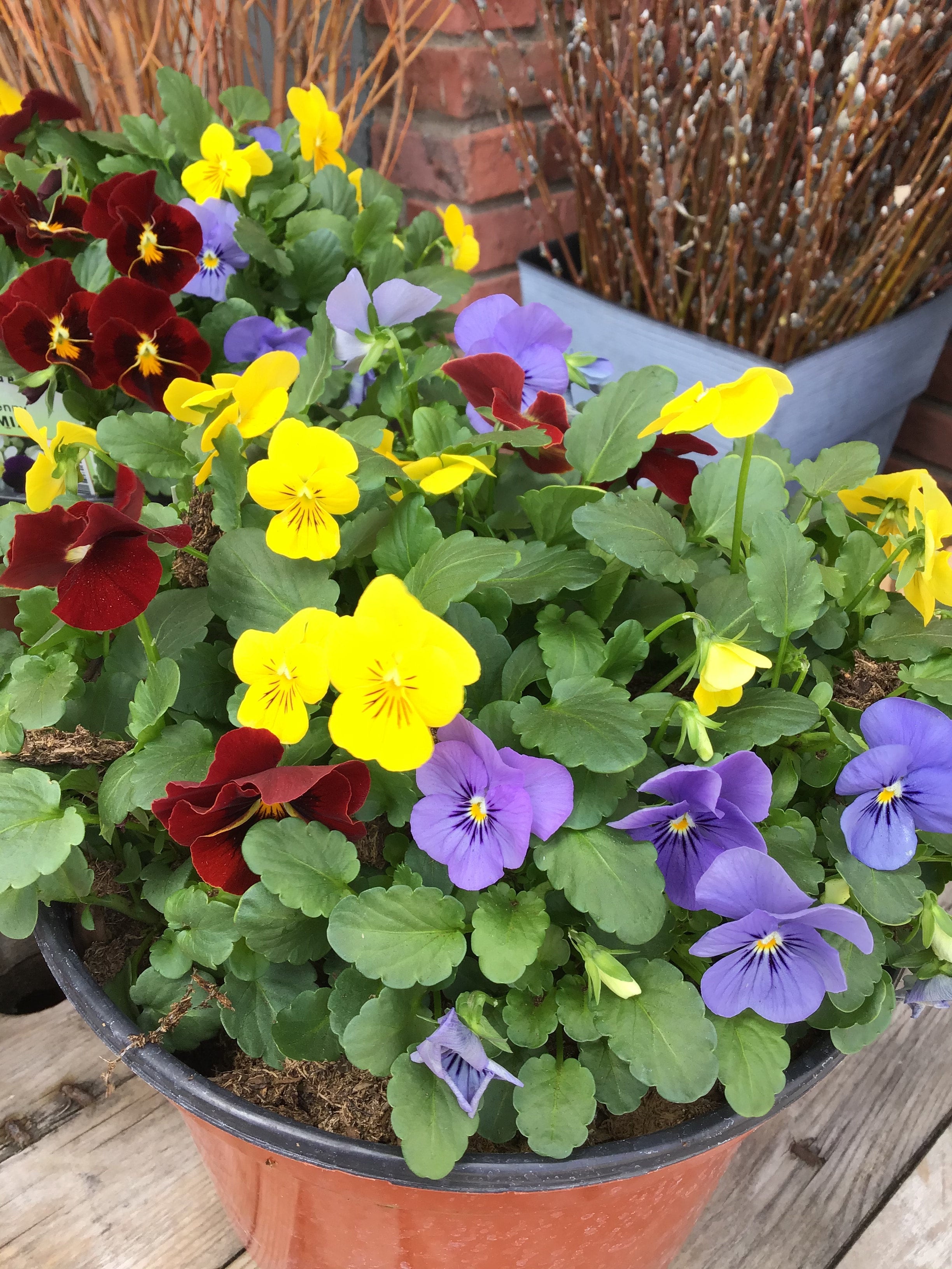 Violas - 4 packs