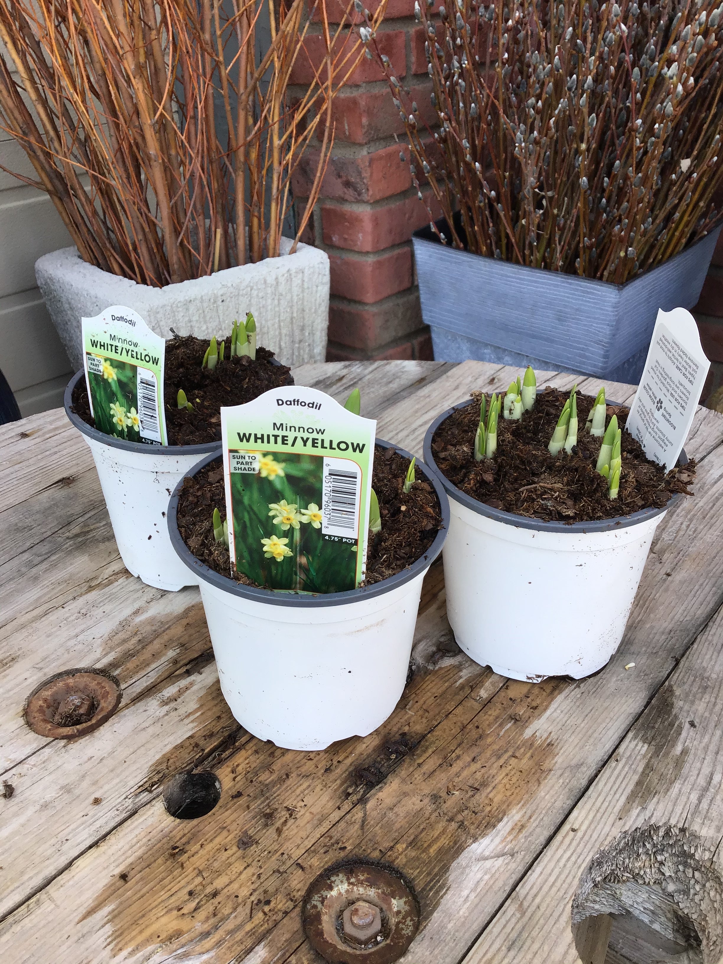 Blooming Daffodil Bulbs-Variety 4.75" Pot