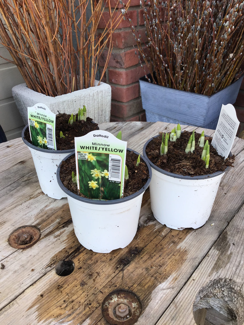 Blooming Daffodil Bulbs-Variety 4.75" Pot - Tête-à-tête  Yellow