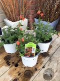 Diascia Orange