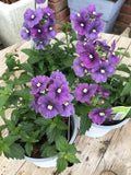 Nemesia 'Nesia Denim'