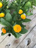 Calendula Cheers Tangerine 4.75”