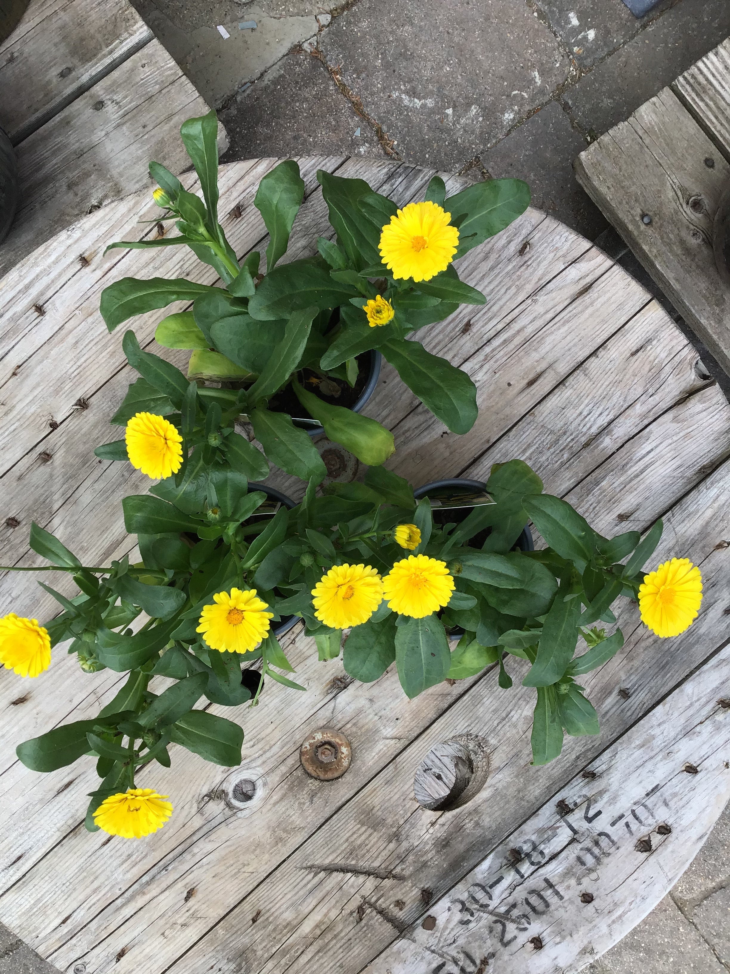 Calendula Yellow 4.75”