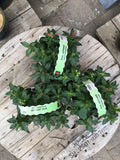 Snapdragon Dwarf Mix