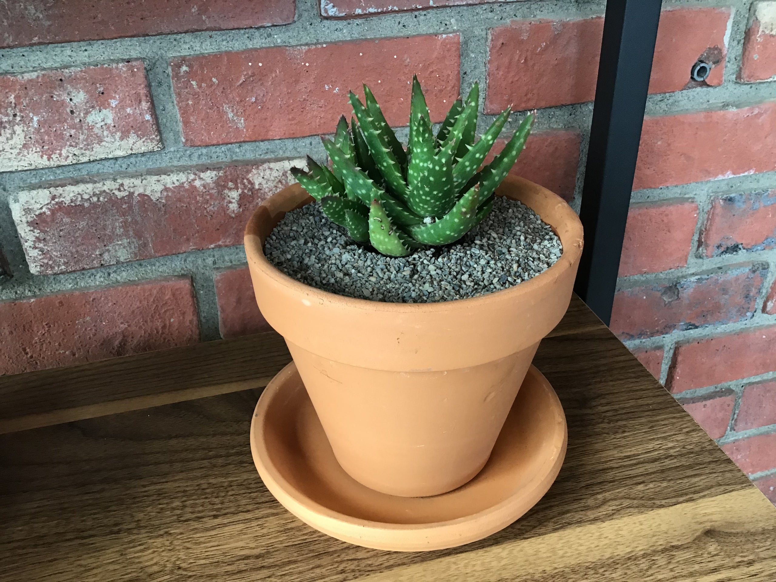Aloe 'Crosby's Prolific'