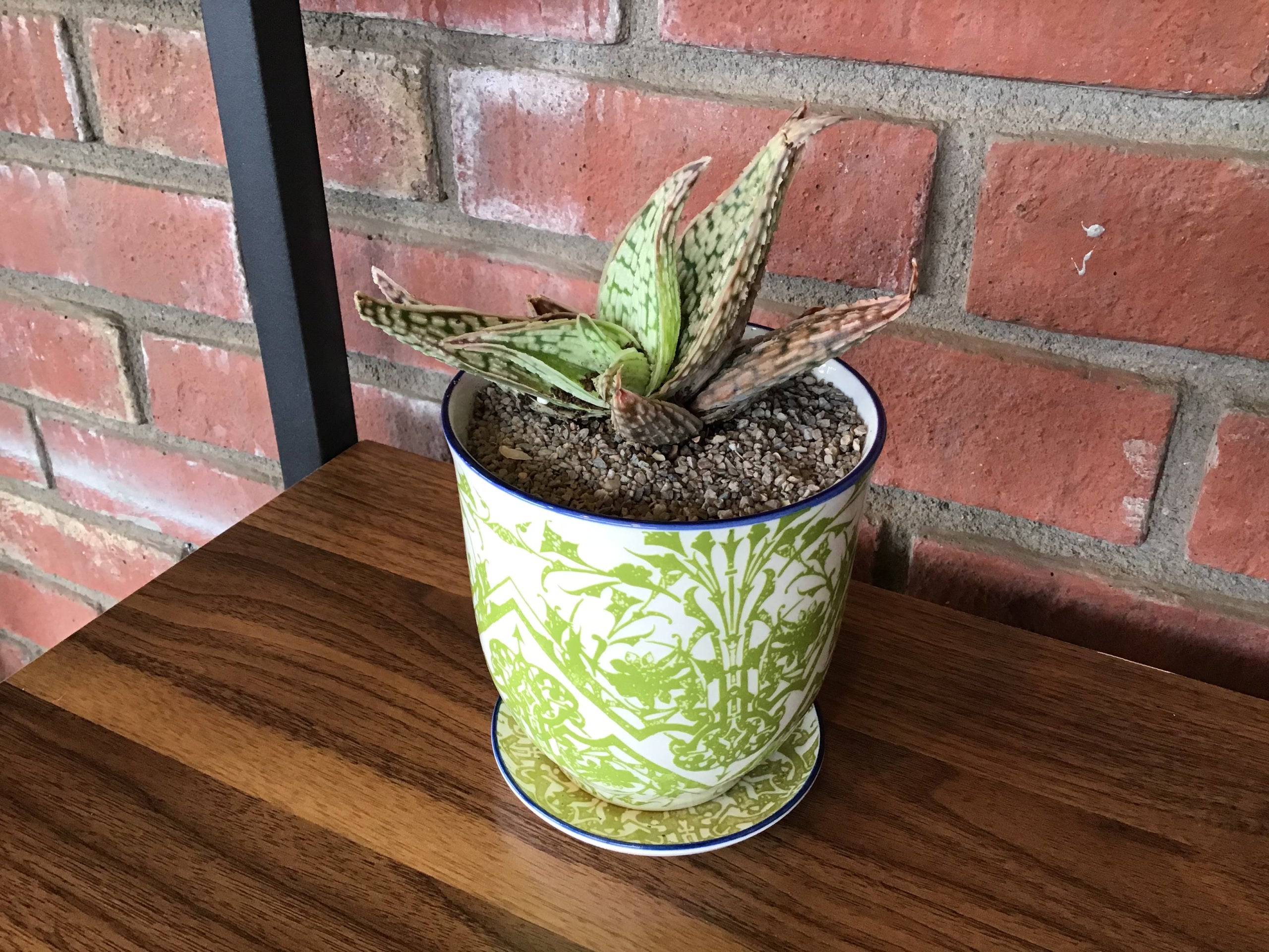 Aloe 'Delta Lights'