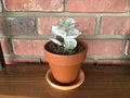 Cotyledon Orbiculata - Pig's Ear