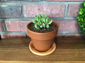 Crassula Congesta