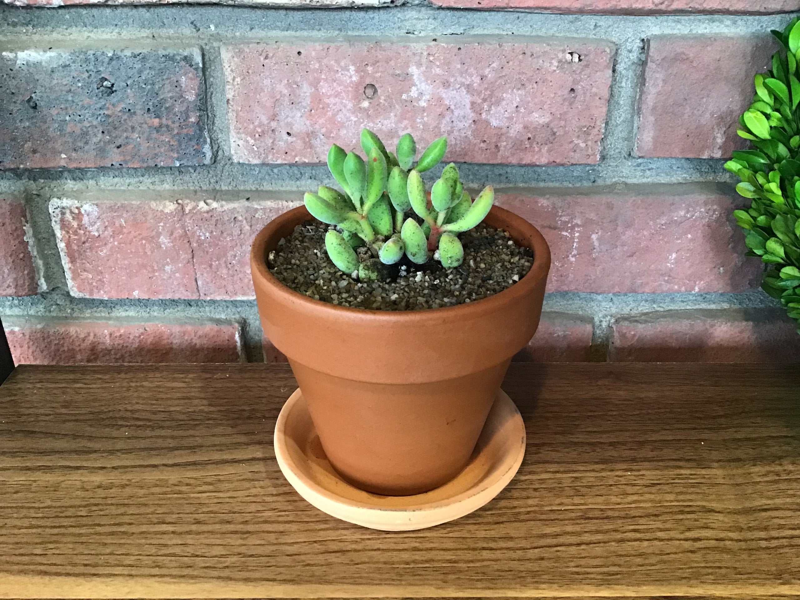 Crassula Congesta
