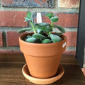 Crassula Obvallata