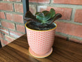 Echeveria 'Zorro'