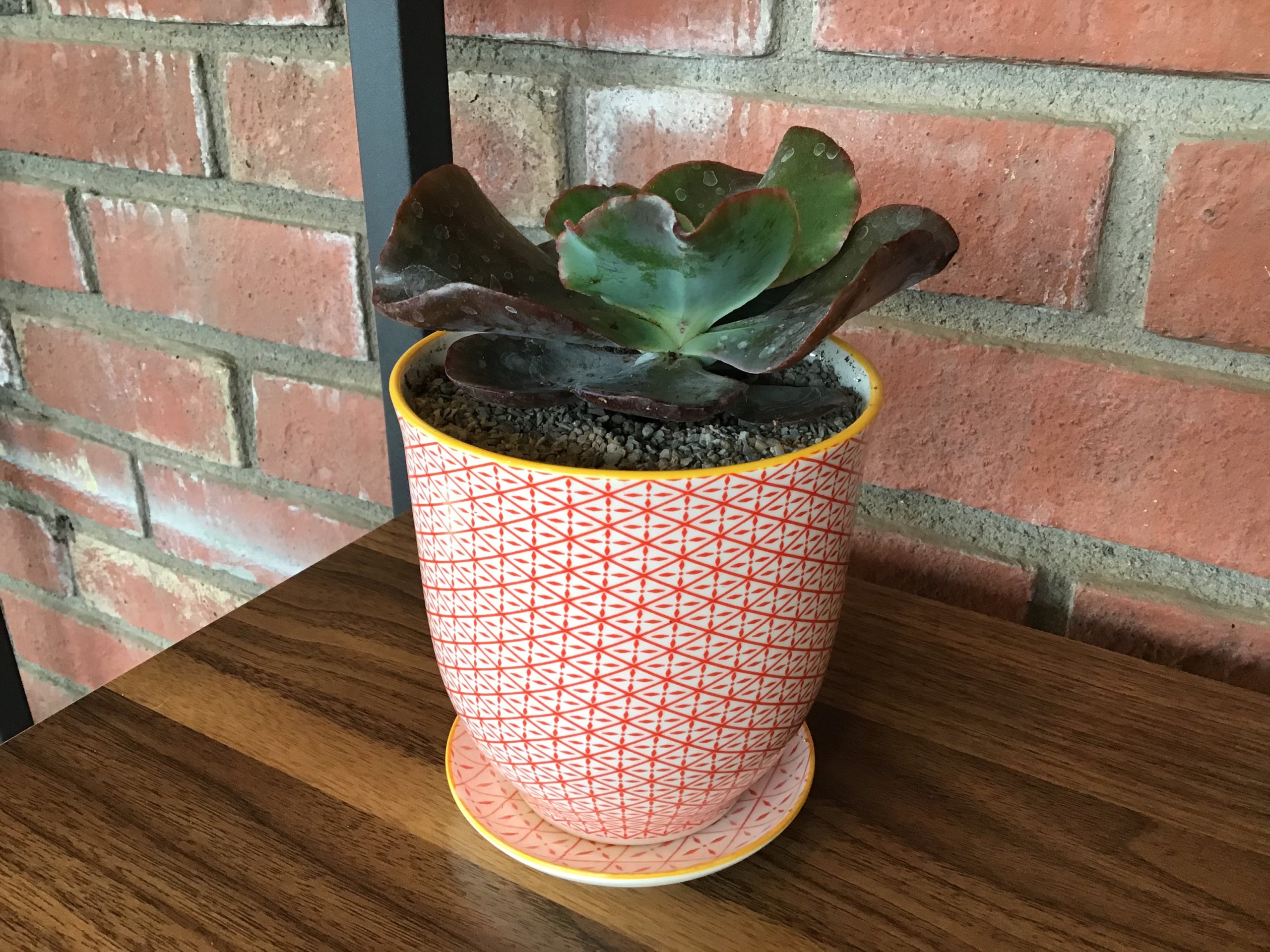 Echeveria 'Zorro'